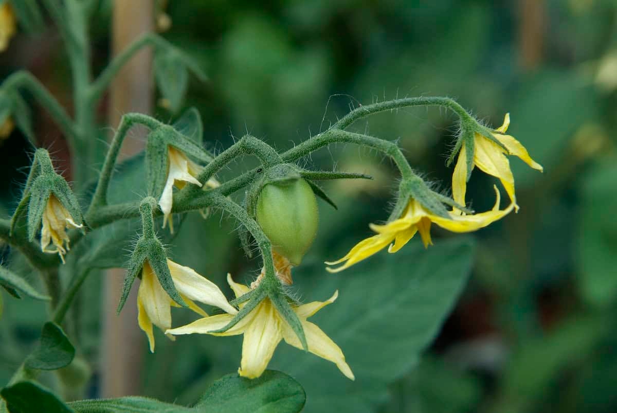 12 things you definitely want to do in your garden this week in July