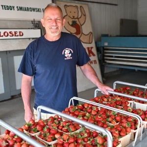 Valley Bounty: В любую погоду клубника здесь: ферма Тедди С. Смиаровски приветствует очередной сезон самостоятельного сбора урожая