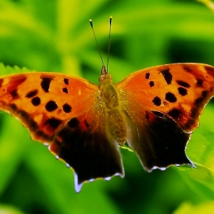 Hablando de naturaleza: ¿La mariposa local más hermosa? El Signo de Interrogación es una especie de bosques y lindes forestales.