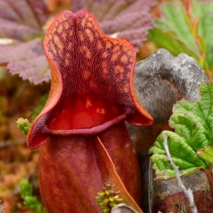 Falando da Natureza: Uma planta assassina: Descubra a beleza mortal da planta carnívora do norte