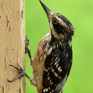 Falando da Natureza: As pressões da paternidade: Pais pássaros, assim como pais humanos, merecem um feliz Dia dos Pais