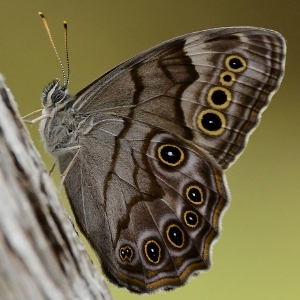 Speaking of Nature: Bouncing through the grass: The flight window for the northern pearly-eye is July