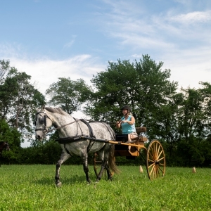 Das Hauptereignis: Die New England Morgan Horse Show kehrt nach Northampton zurück
