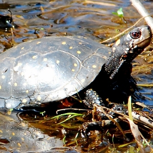 Hablando de Naturaleza: La tortuga moteada está bajo presión: ahora es el punto en el ciclo de vida de la tortuga cuando las tortugas hembras son más vulnerables.