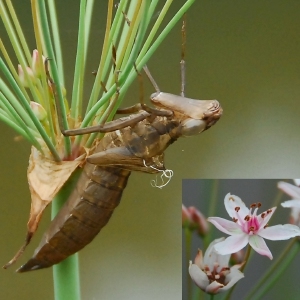 Apropos Natur: Schon mal von einer Exuvie gehört?: Ein triumphaler Einsatz unerwarteten wissenschaftlichen Vokabulars