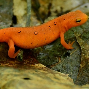 Hablando de la naturaleza: Un gran momento para ser un tritón moteado rojo: Segunda parte del ciclo de vida de tres partes del tritón moteado oriental