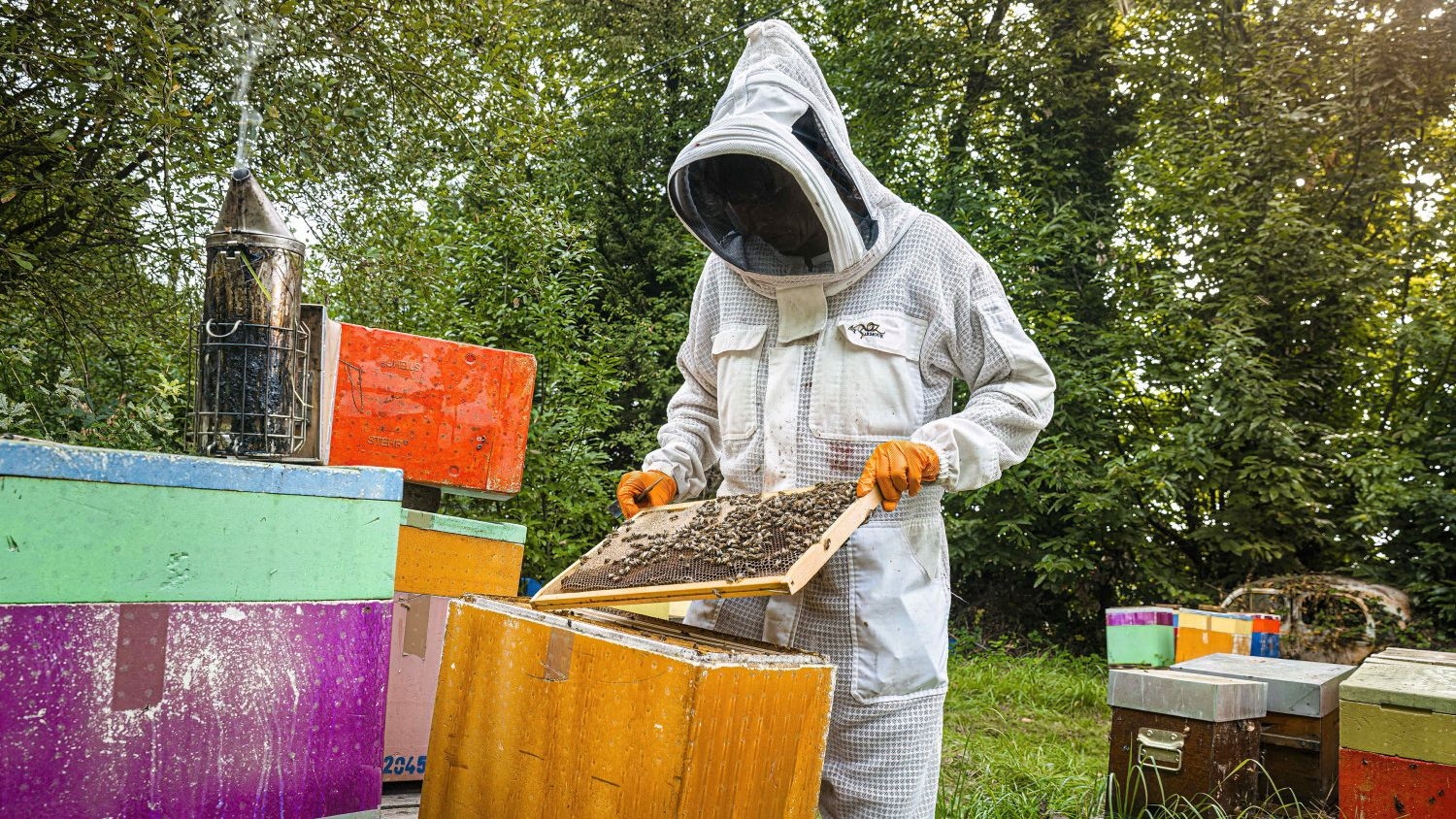 Why are beekeepers sounding the alarm about the return of neonicotinoids?