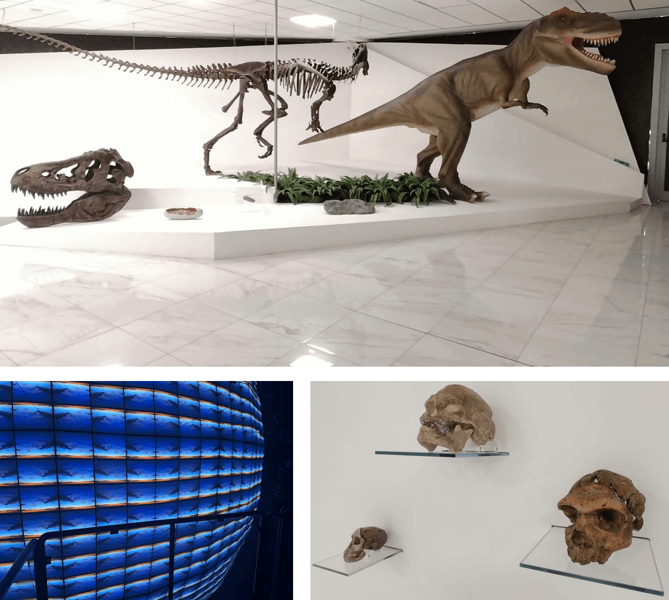 Museo Biogeo, da gennaio a luglio  oltre 1.600 visitatori