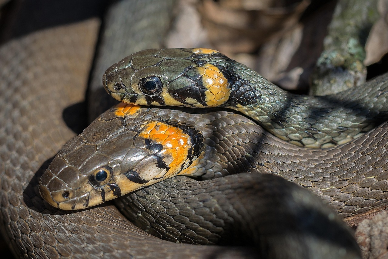 Ricerca, nel veleno di ragni e serpenti scoperti centinaia di potenziali antibiotici