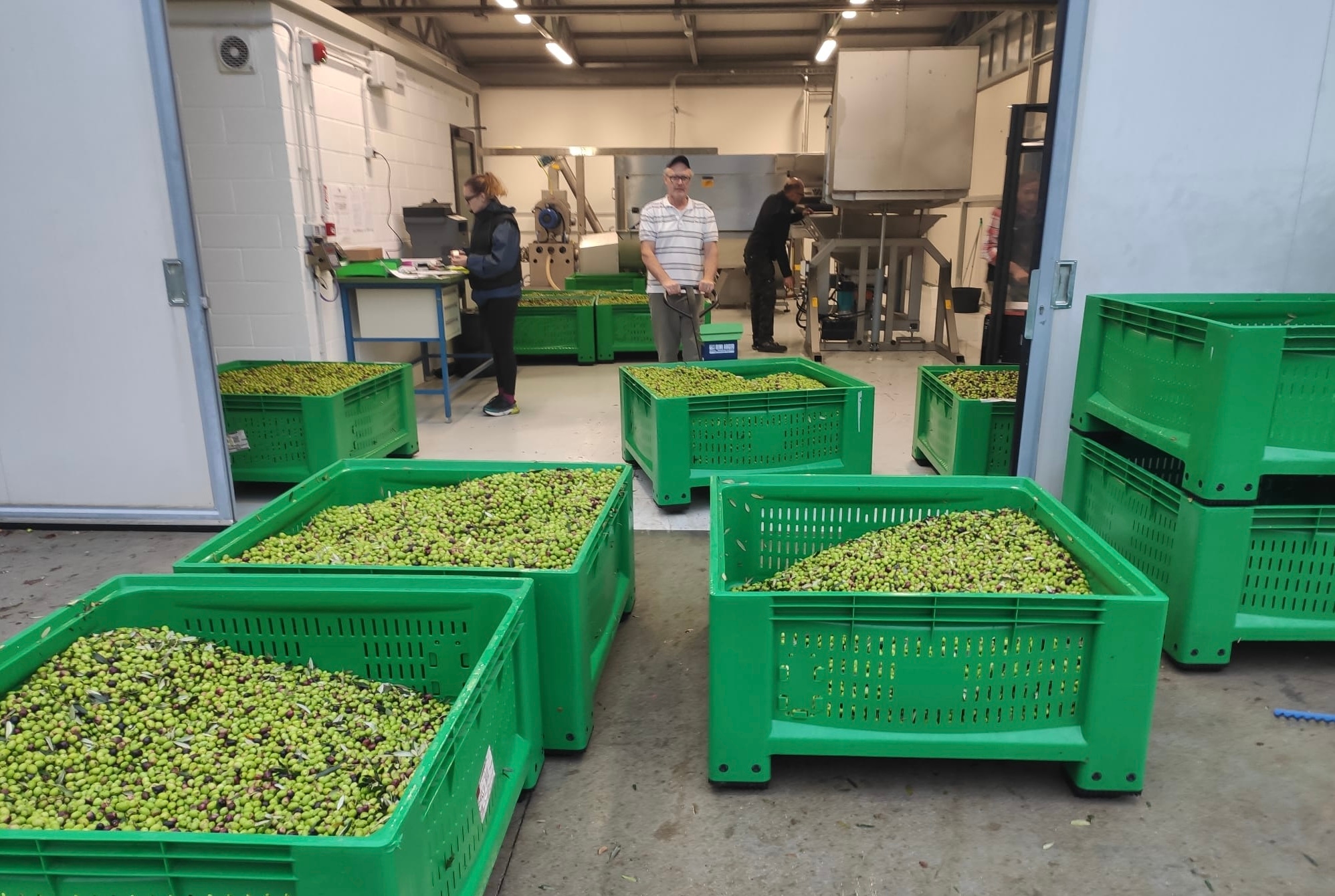 Olivicultura en FVG, formación a través del Consorcio de Productores de Aceite EVO