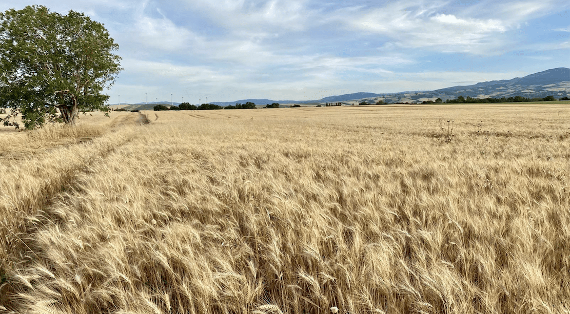 Daunia Durum, твердая пшеница из Фоджи, на пути к получению знака качества.