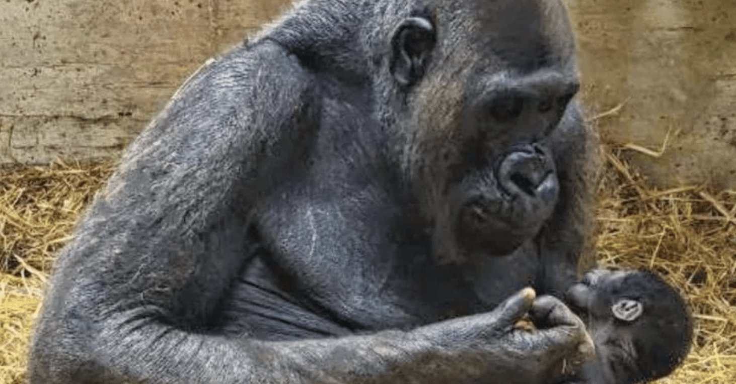 Fasano Zoosafari celebrates its blue ribbon: a baby gorilla has been born, the first in Italy in nearly 50 years.