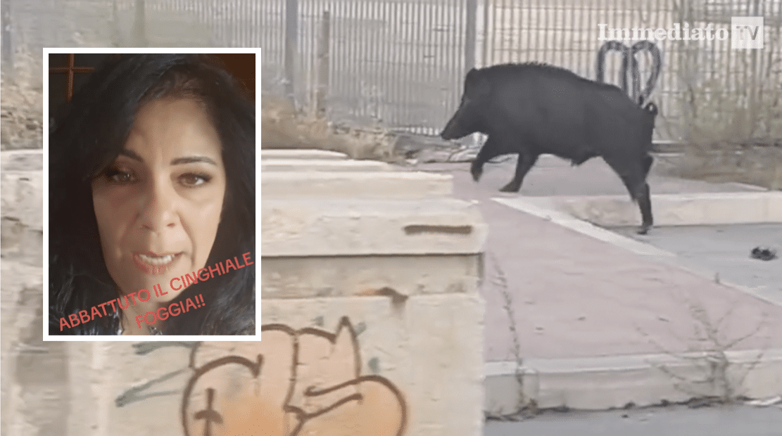 „Fabrizia najpierw znieczulono, a następnie uśpiono”. Melfitani wściekły z powodu śmierci dzika.