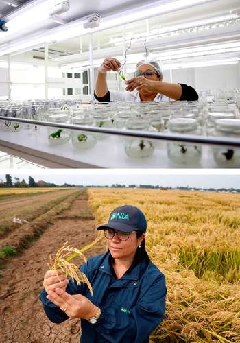 Chile desarrolla arroz capaz de adaptarse al cambio climático