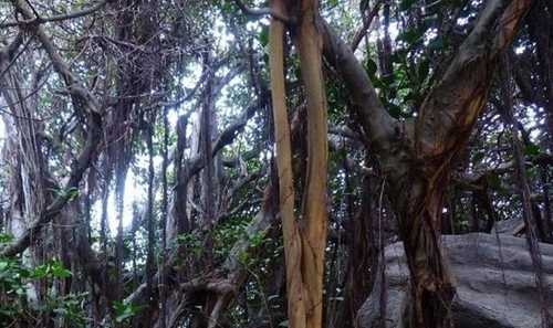 Bosques tropicales del mundo, amenazados por pandemia de lianas, señala estudio