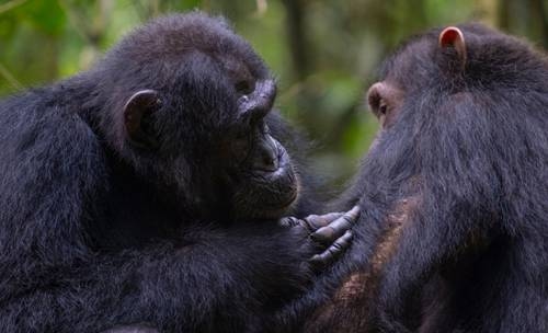 Los chimpancés no sólo curan sus heridas sino que prestan primeros auxilios a otros