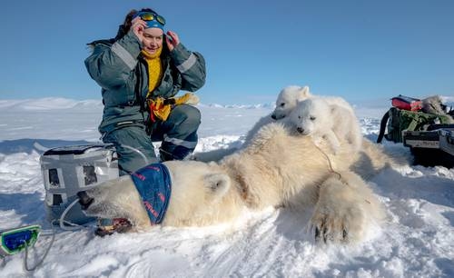 Polar bear biopsies used to better understand Arctic pollutants