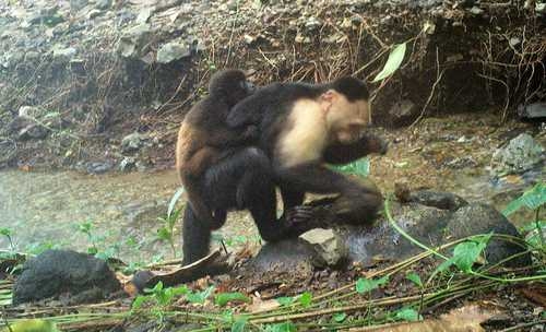 Capuchin monkeys kidnap howler monkey babies, video reveals