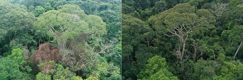 L'albero sopravvive ai fulmini e li trasforma nella sua arma segreta per dominare la foresta