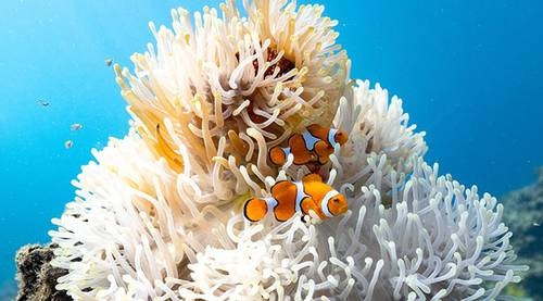 I pesci pagliaccio si rimpiccioliscono in risposta alle condizioni naturali e sociali