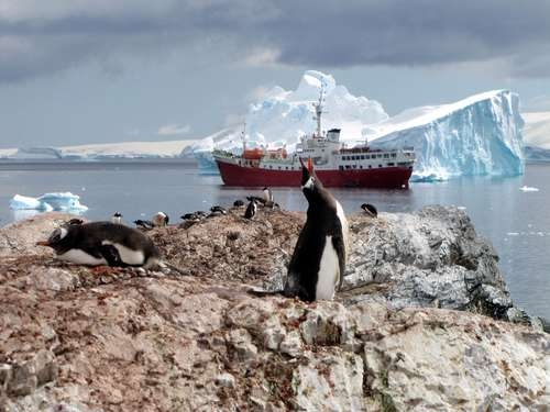Le changement climatique provoque un grave déclin de la population de manchots empereurs