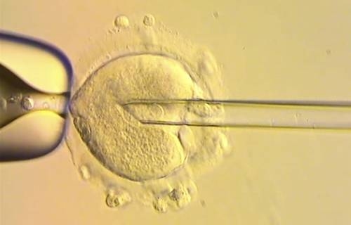Oito bebês nascem sem doenças hereditárias por meio de doação de mitocôndrias.