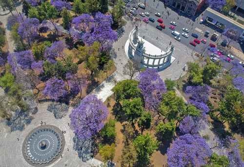 Jamoncillo, Raspados, Chamoy und Jacaranda sind einige der Beiträge Japans zu Mexiko.