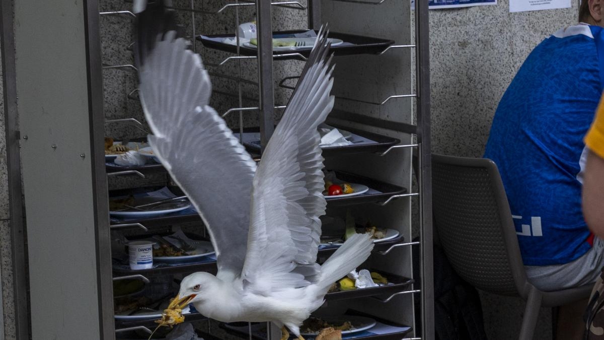Las gaviotas voraces