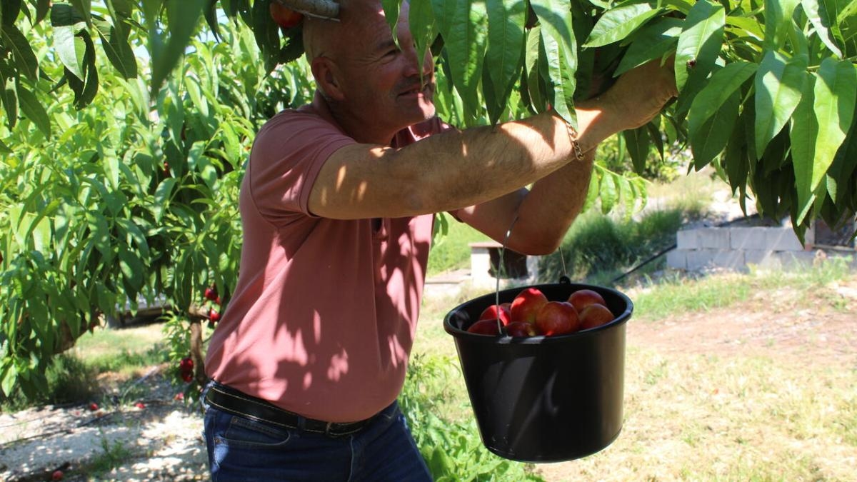 Fruit at the market is four times more expensive than in the Valencian countryside: "We can't do this."