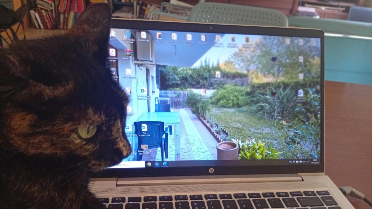Meditations of the cat Murr