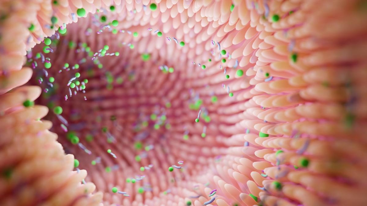 Catalunya crea el primer banco público de microbiota fecal para tratar infecciones intestinales graves