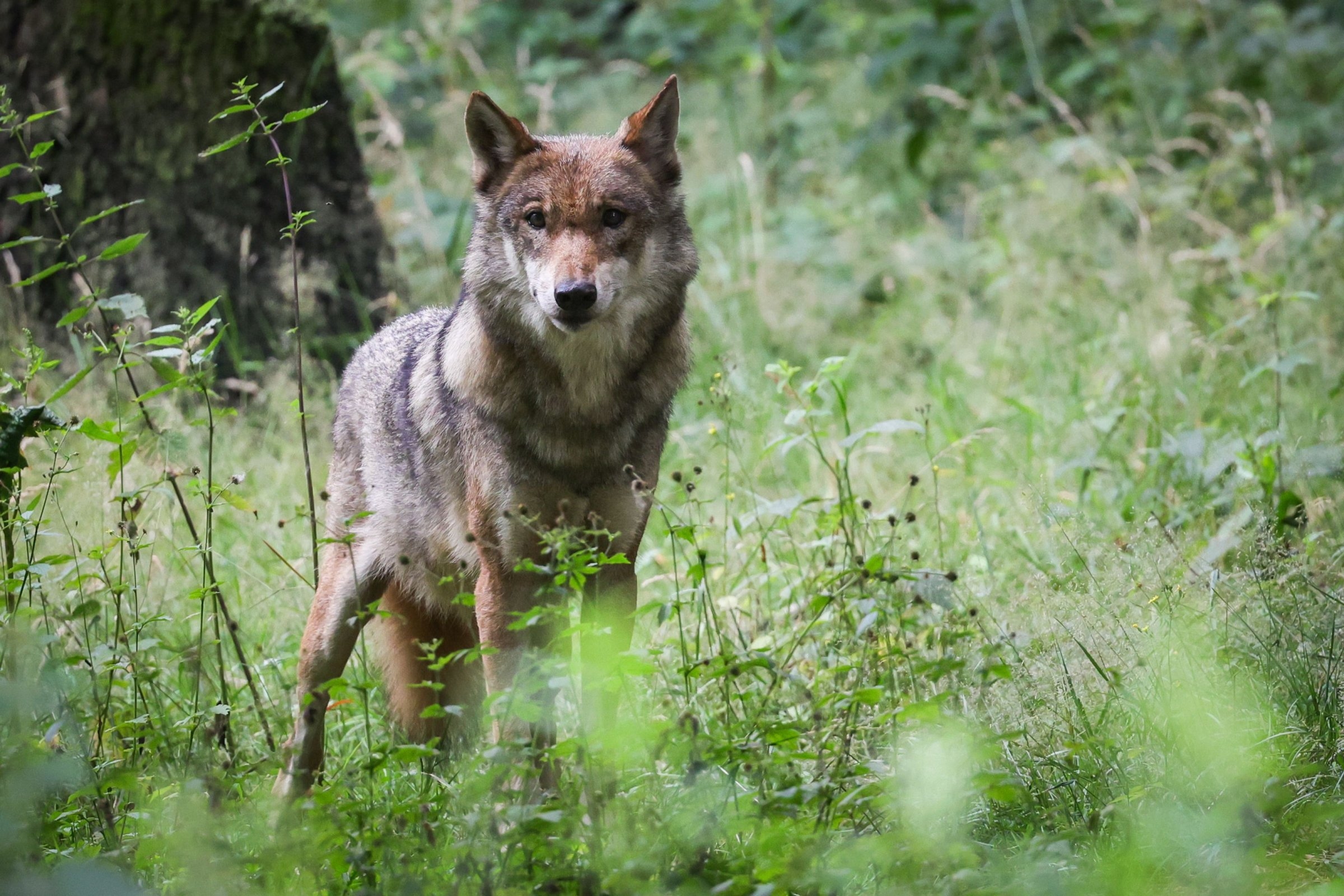 Wolf killing in Mecklenburg-Vorpommern | Environment Minister under fire