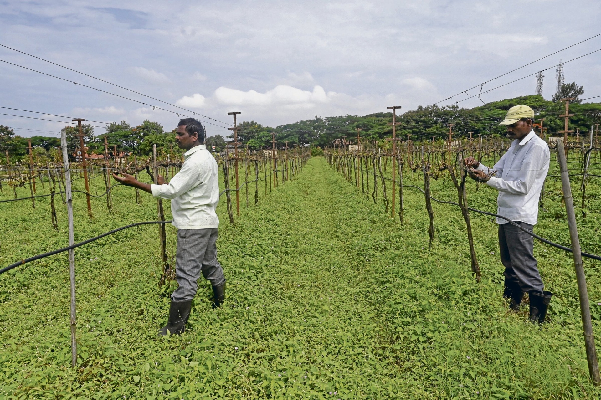Weinbau in Indien | Edle Tropfen, harte Realität