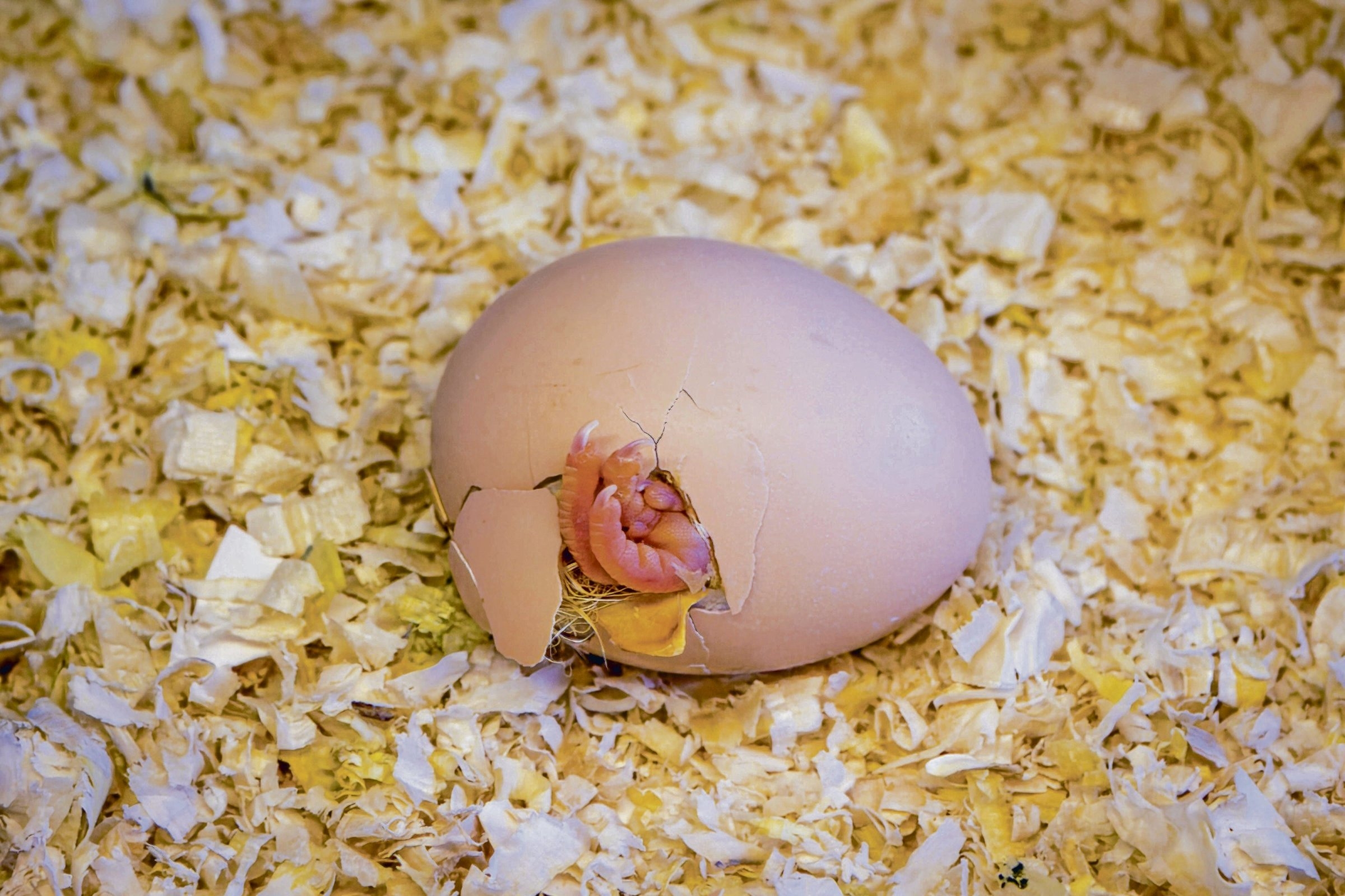 Bayerischer Rundfunk | Podcast »Wild Wild Web«: Light in the Egg
