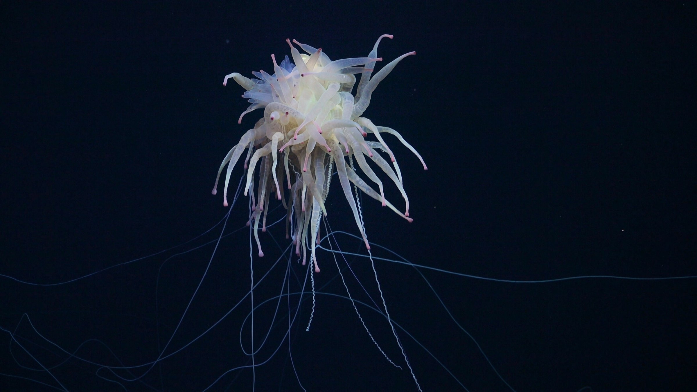 Ocean Conference | Controversial climate protection in the ocean depths