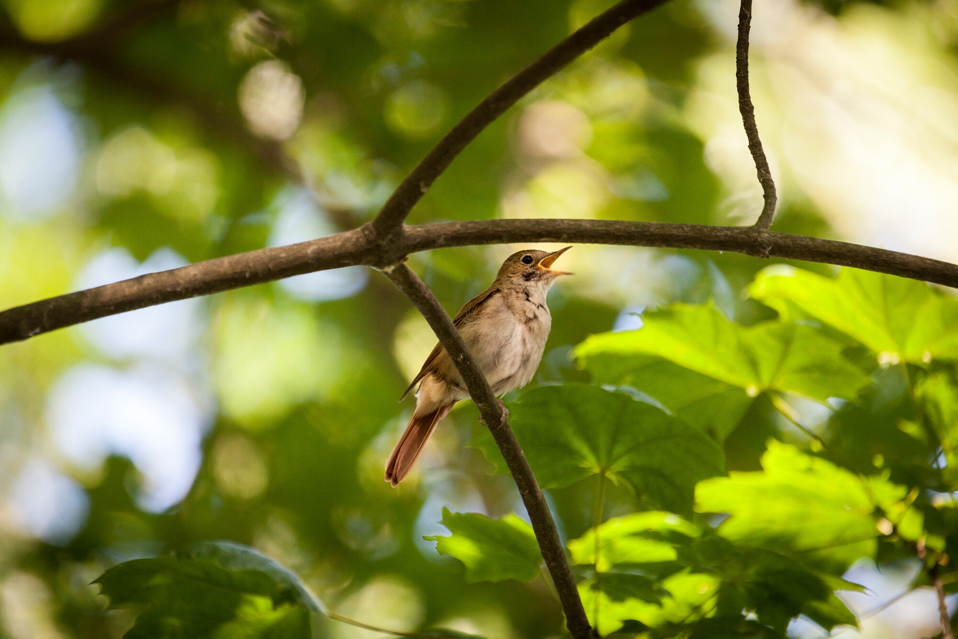 Wild nature | Berlin's biodiversity: Nightingales, otters, and beavers return