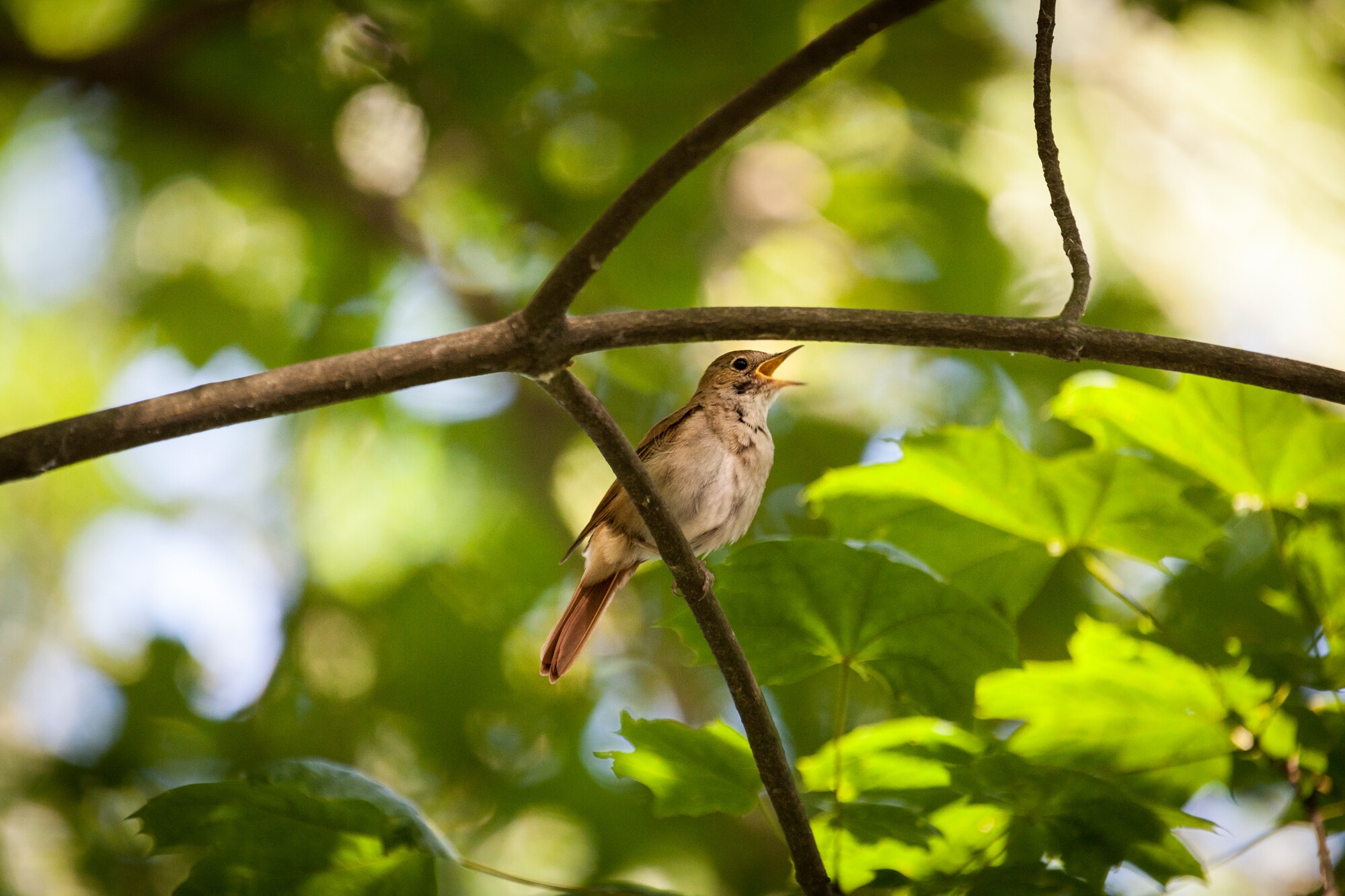 Wild nature | Berlin's biodiversity: Nightingales, otters, and beavers return