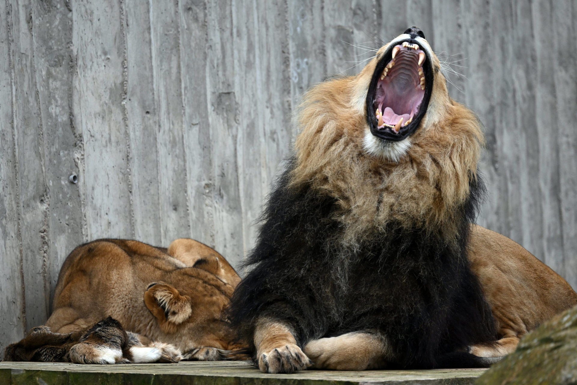 Fun and responsibility | The lion is on the loose again!