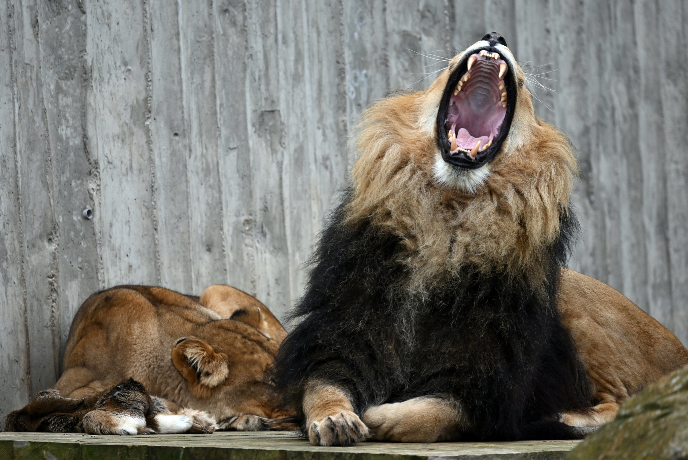 Fun and responsibility | The lion is on the loose again!