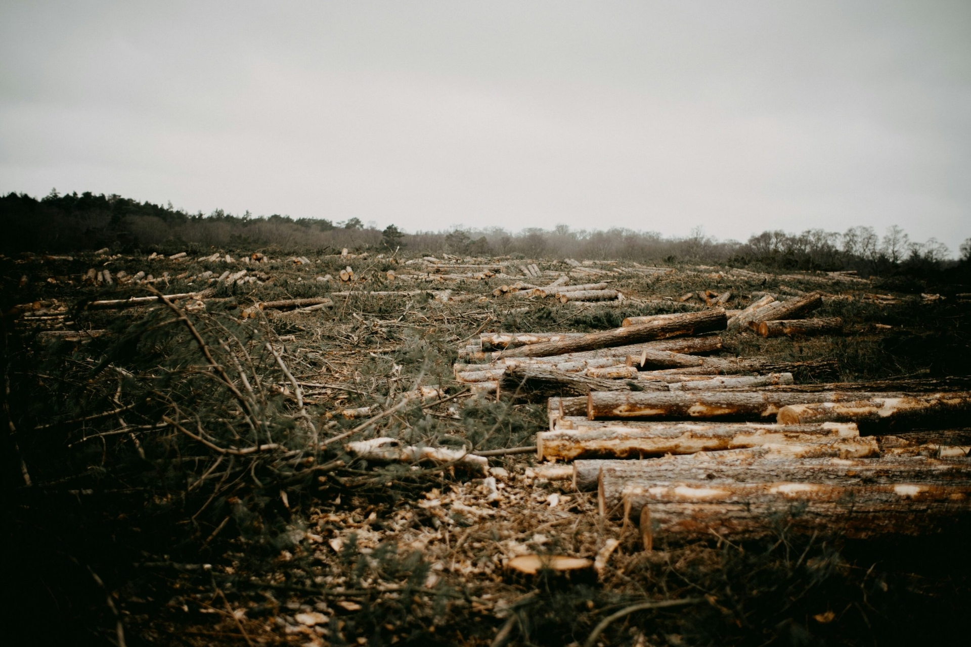Protection against deforestation | Open letter to Merz: Deforestation regulation threatens clear-cutting