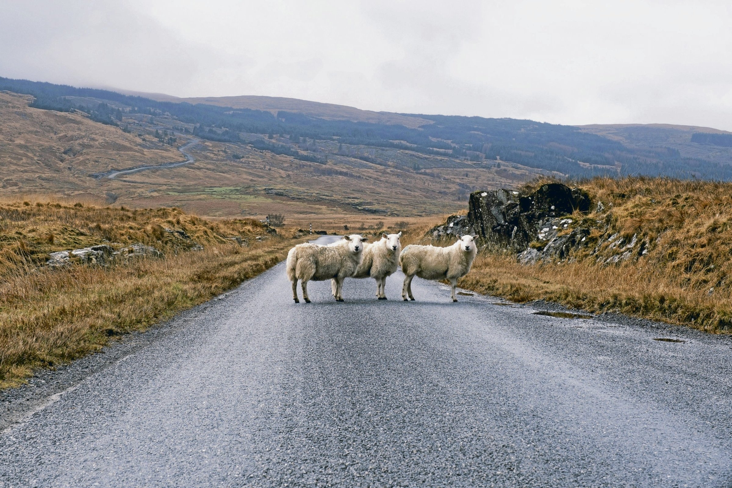 Literature | Sanne Krug: Crossing the Boundary of Despair
