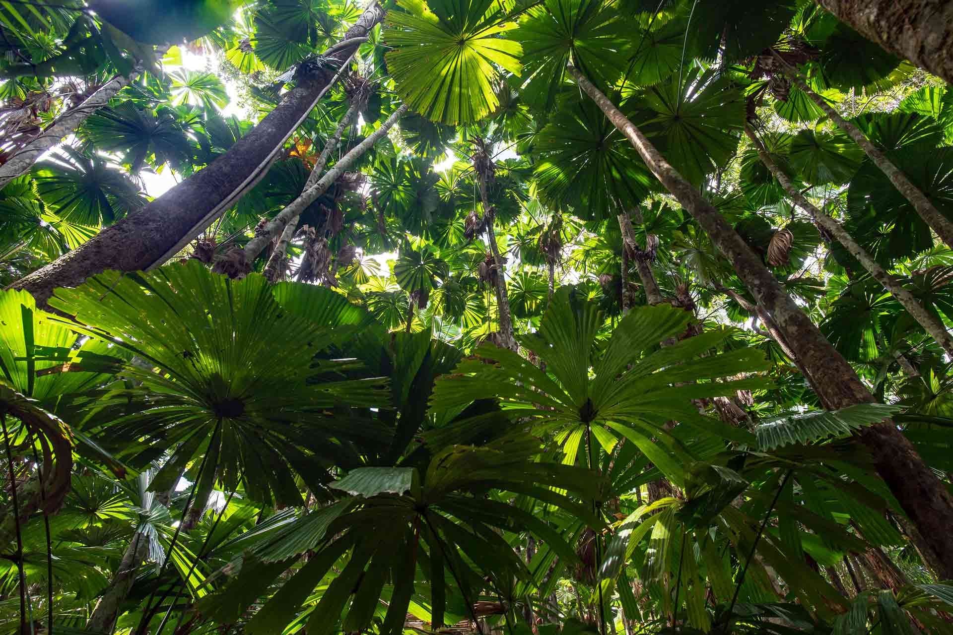 Najlepsze spacery w Parku Narodowym Daintree, QLD (2025)