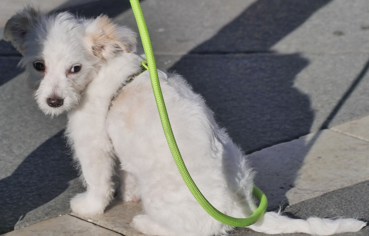 Lumache ‘killer’: cosa sono e perché sono pericolose per i cani
