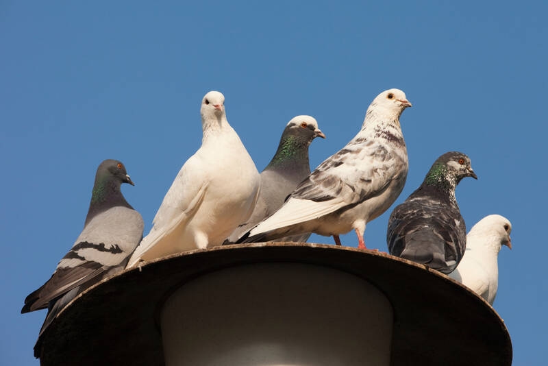Presión social en las palomas: ¿Qué estás observando?