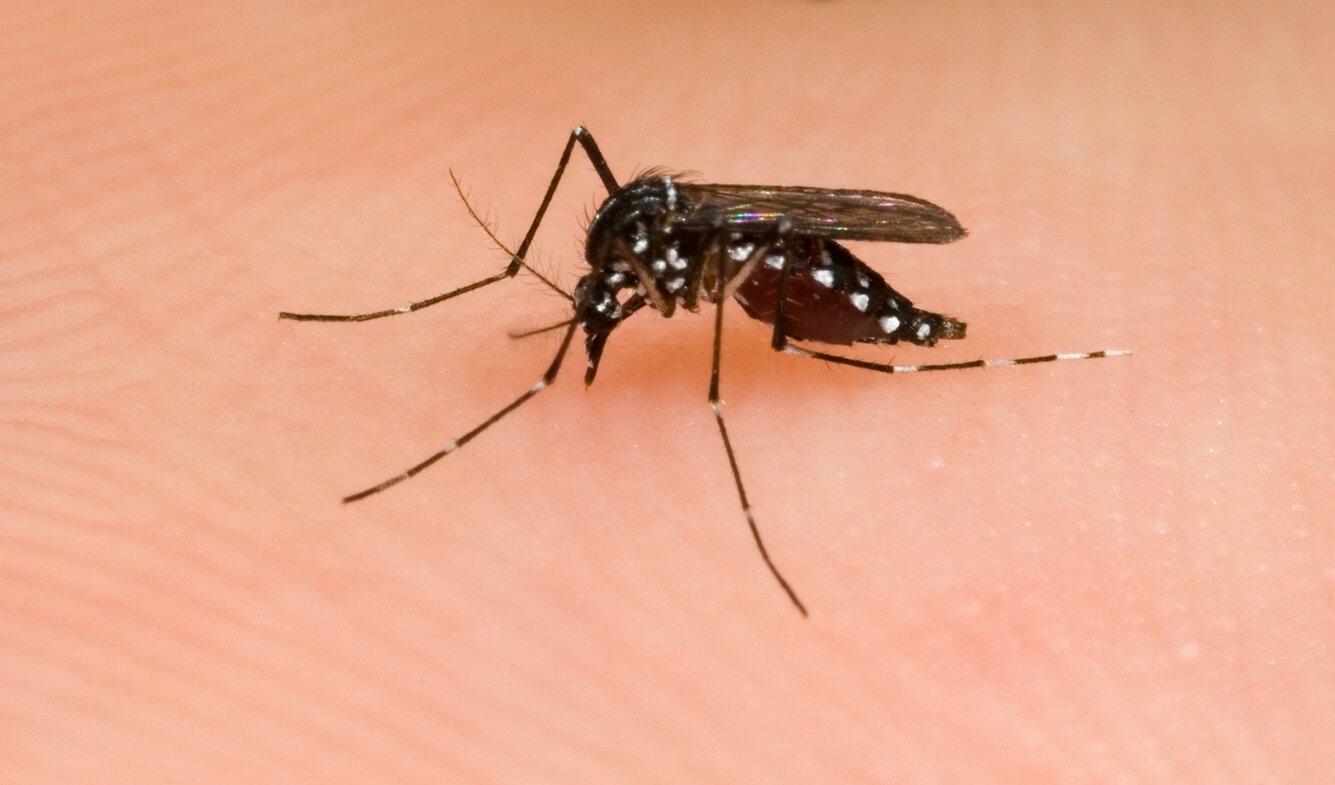 6 tips for fighting the tiger mosquito