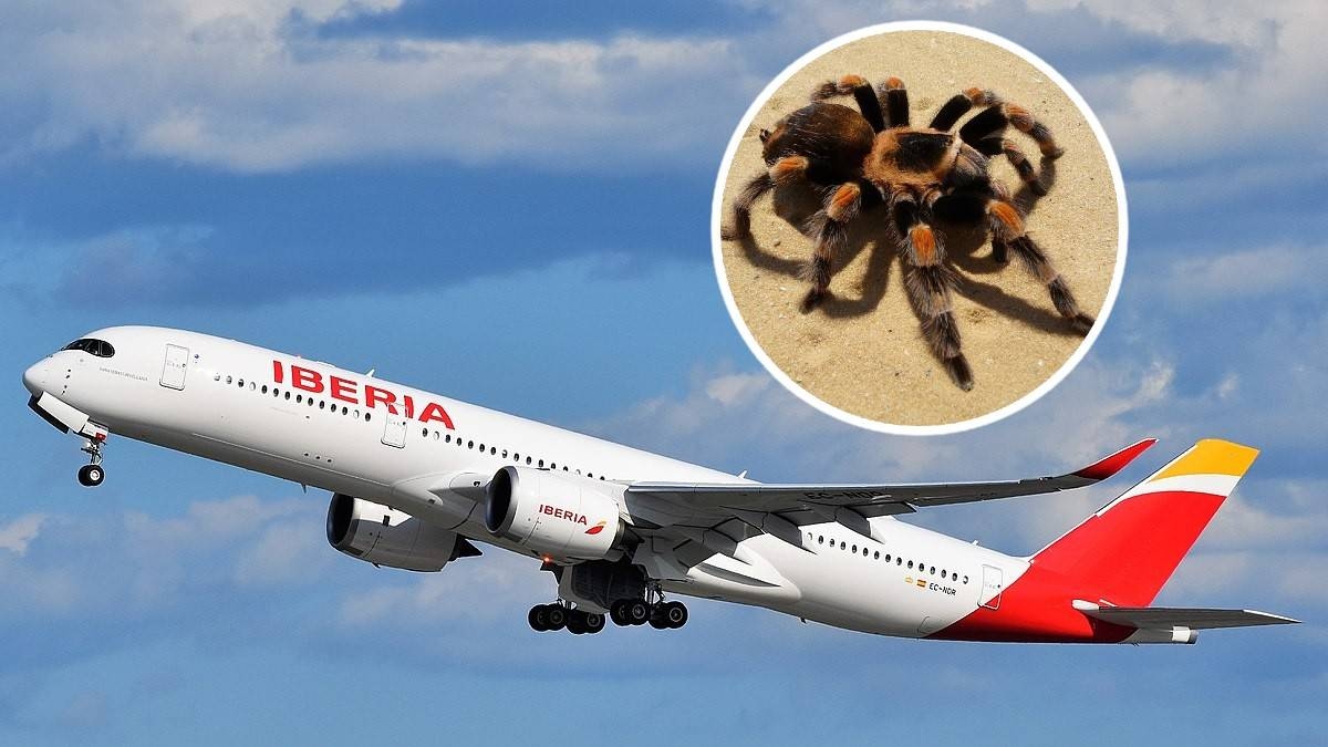 A poisonous spider bit a pilot. Moments of terror on board a plane