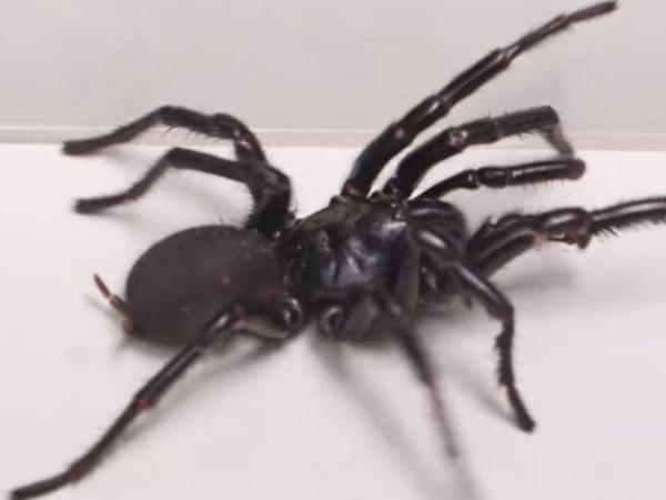 This spider is very dangerous to humans: how to identify it?