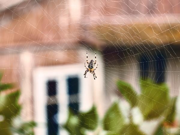 No hay que matarlas: 4 trucos para espantar las arañas de su hogar