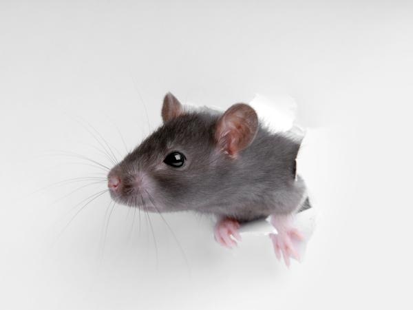 Das wissen nur wenige, und es ist wichtig: Welches Geräusch verscheucht Ratten?