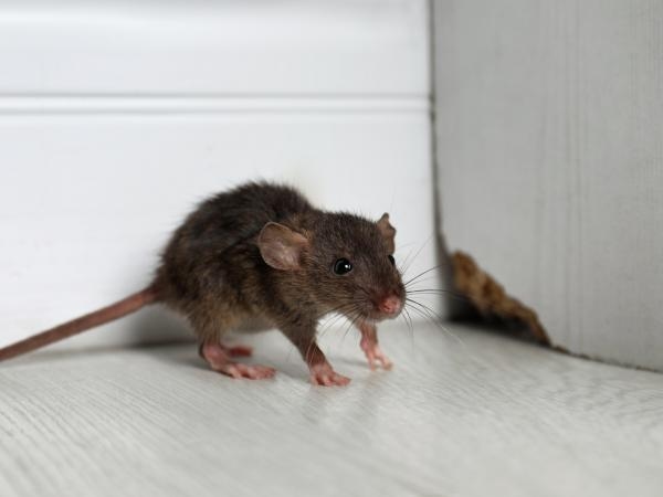 Cuídese: la enfermedad que puede contagiarse por la orina de las ratas